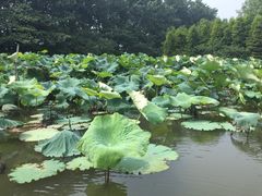 iphone_upload_pic-溱湖国家湿地公园