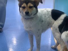 -天使宠物医院·犬猫分诊(彩虹店)