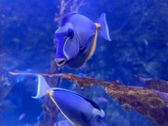 -太平洋海底世界