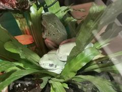 -酷以爬仙阁实体爬宠店·守宫·蜥蜴·专业繁育