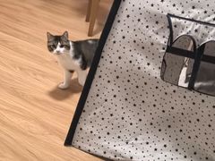 -纳吉亚猫专科动物诊疗中心(蒋宅口分院)