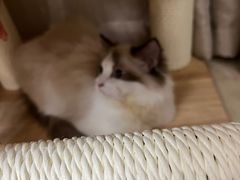 -猫大福·Fortune Cat猫舍(百子湾店)