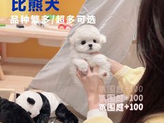 -萌宠之家·腊肠犬·马尔泰·小体犬舍