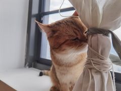 -猫腻·猫咖·撸猫馆(星光大道店)