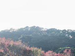-广州市帽峰山景区