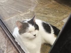 -猫咪博物馆(顶澳仔猫街店)