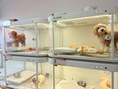 -翊宠yipet猫狗购宠庄园犬舍•猫舍