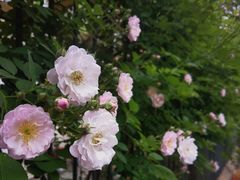 -国家植物园