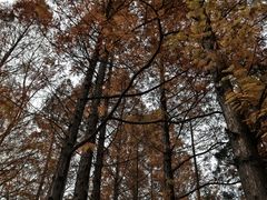 -白水寺森林公园