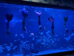 -烟台海昌鲸鲨海洋公园