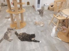 -楼上猫咖(罗湖店)