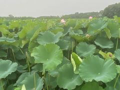 -梁鸿国家湿地公园