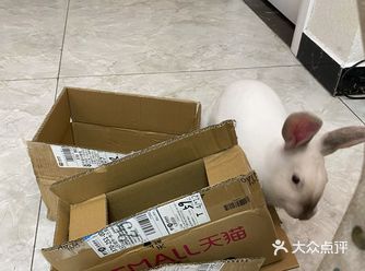 乖乖兔越来越肥，还越来越丑了