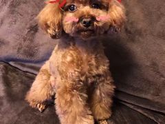 -北京赛佳动物医院