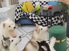 -星多哈·狗咖·拼豆·咖啡