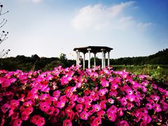-大塘金香草谷