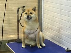 -PETKIT小佩宠物(古北店)