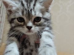 -喵zoo家庭繁育猫舍(尖东智能花园店)