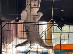 -欣宠猫屋·矮脚拿破仑·蓝金金渐层