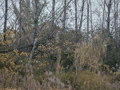 -白鹭湾湿地公园