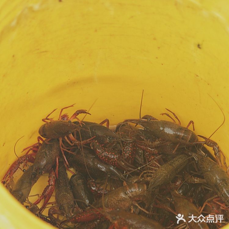 武汉果乐小镇钓小龙虾,有和我一样的童年吗?