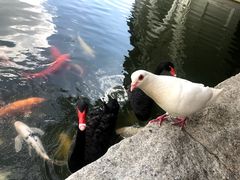 -深圳东部华侨城茵特拉根酒店