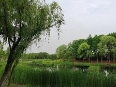 -贡湖湾湿地公园