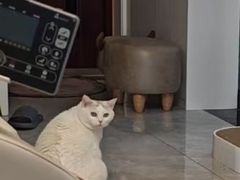 -心仪动物医院·牙专科·肿瘤·心脏科(西客站院)