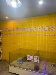 -神奇动物撸宠馆·羊驼·小浣熊·异宠(豫园店)