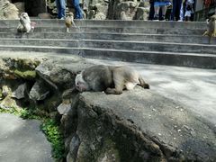 -广州市流溪河国家森林公园