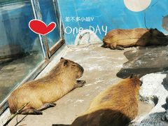 -大连森林动物园