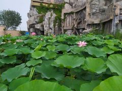 -秦皇岛乐岛海洋王国