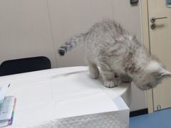 -瑞鹏宠物医院·爱宠堂·骨外专科(西荷分院)