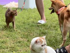 -青岛海尔洲际酒店