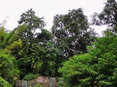 -西双版纳原始森林公园