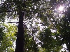 -火炉山森林公园