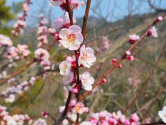 -兴和园拉面(泉涌街鲜鲜店)