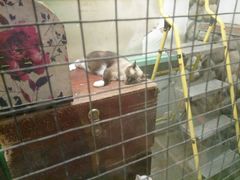 -猫咪博物馆(顶澳仔猫街店)