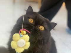 -喵园·猫主题咖啡厅·撸猫·猫咖(国贸店)