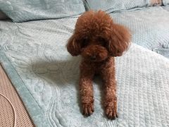 -宠福鑫康馨动物医院·骨科·眼科