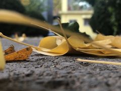 -三里屯东五街银杏大道