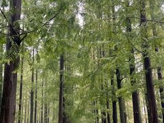 -黄海国家森林公园