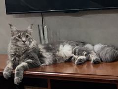 -十年猫舍·猫咪专门店(普陀店)