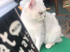 -喵屿·大理花园猫咖