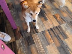 -柴源莊·柴小宠柴犬咖啡