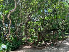-中国科学院西双版纳热带植物园