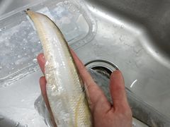 刀鱼-盒马鲜生(宝地店)