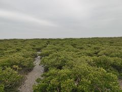 -北海金海湾红树林生态旅游区