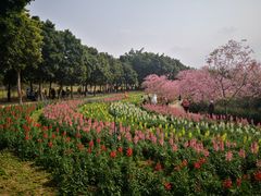 -天适樱花悠乐园
