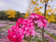 -天适樱花悠乐园
